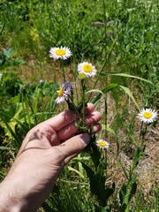 Erigeron aliceae