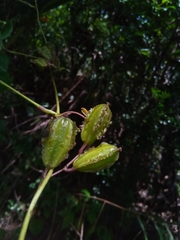 Dioscorea sambiranensis