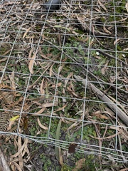Chiloglottis trapeziformis