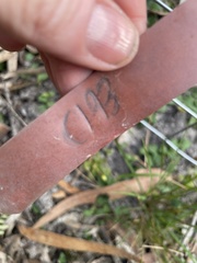 Chiloglottis trapeziformis