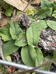 Chiloglottis trapeziformis