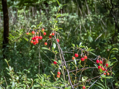 Prunus fruticosa
