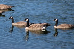 Branta canadensis moffitti