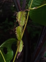 Dioscorea sambiranensis