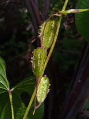 Dioscorea sambiranensis