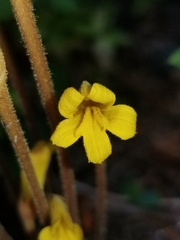 Aphyllon epigalium