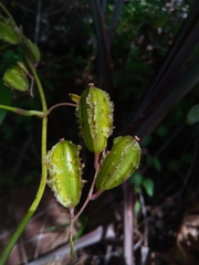 Dioscorea sambiranensis