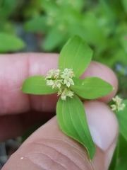 Galium oreganum