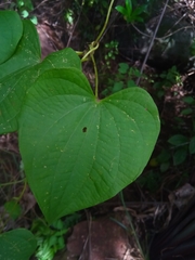 Dioscorea sambiranensis