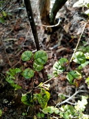 Alseuosmia banksii banksii