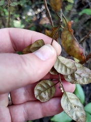 Alseuosmia banksii banksii