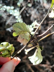 Alseuosmia banksii banksii