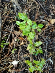 Alseuosmia banksii banksii