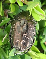 Protaetia orientalis