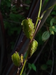 Dioscorea sambiranensis