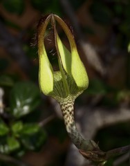 Ceropegia juncea