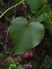 Dioscorea sambiranensis