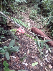 Epidendrum cochlidium