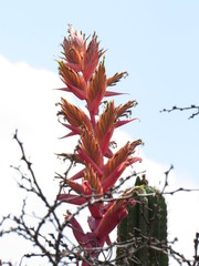 Tillandsia takizawae