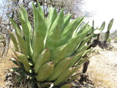 Agave scaposa