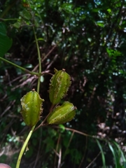 Dioscorea sambiranensis