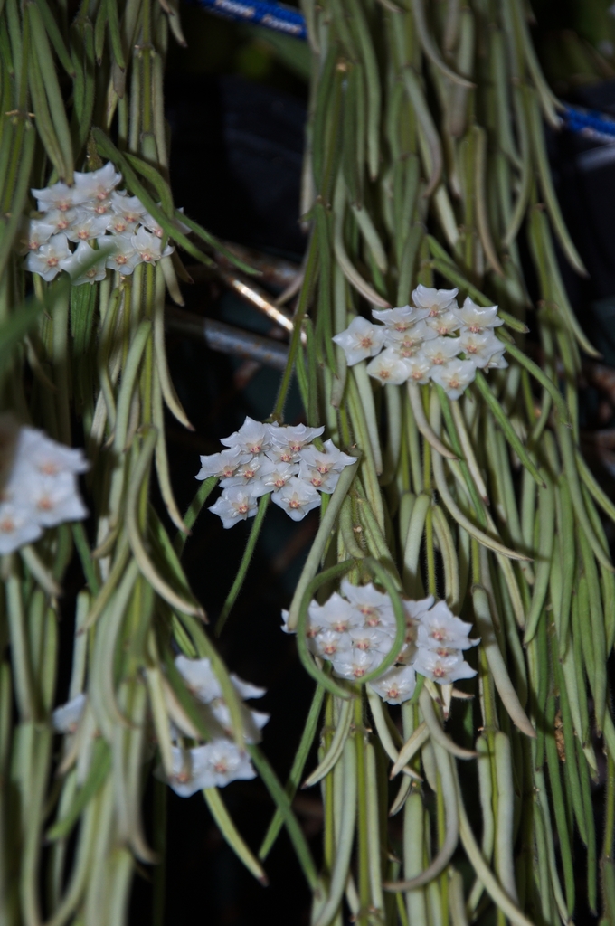 Hoya linearis (Hoya linearis)