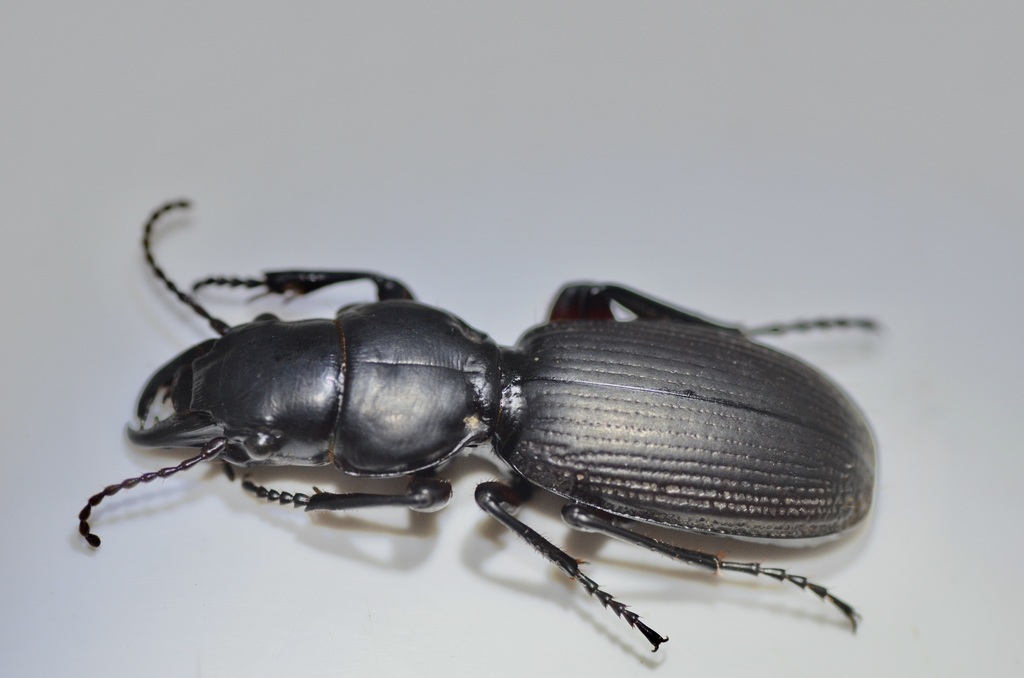 Mecodema huttense