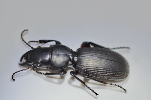 Mecodema huttense · iNaturalist