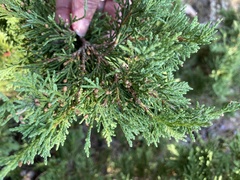 Juniperus maritima
