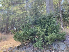 Juniperus maritima