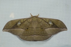 Antheraea rosieri