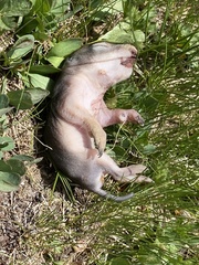Urocitellus beldingi