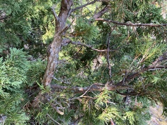 Juniperus maritima