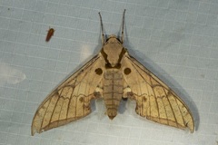 Ambulyx substrigilis