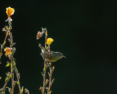 Chlorodrepanis virens wilsoni