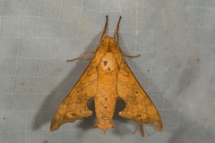 Smerinthulus cottoni