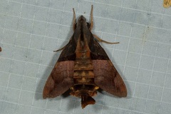Macroglossum passalus