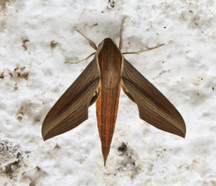 Xylophanes tersa