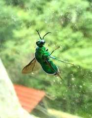 Stilbum