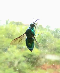 Stilbum