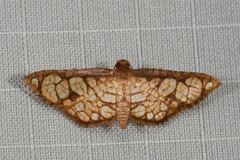 Hypolamprus taphiusalis