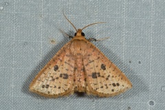 Striglina