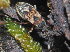 Scolopostethus thomsoni