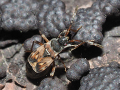 Scolopostethus thomsoni