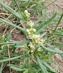 Vincetoxicum sibiricum