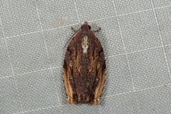 Isodemis serpentinana