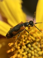 Eupompha elegans