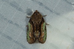 Aedia