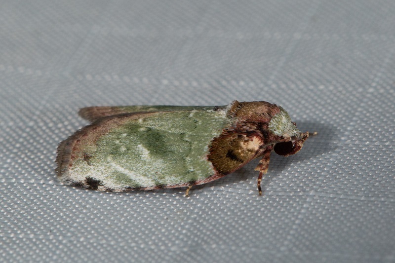 Pardasena verna