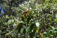 Verbesina oncophora
